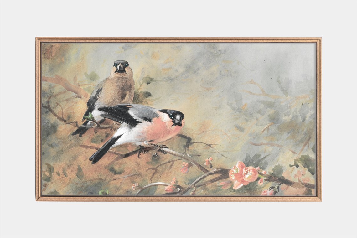 Bullfinch Pair Perched on Pink Blossom Branch Vintage Bird Print