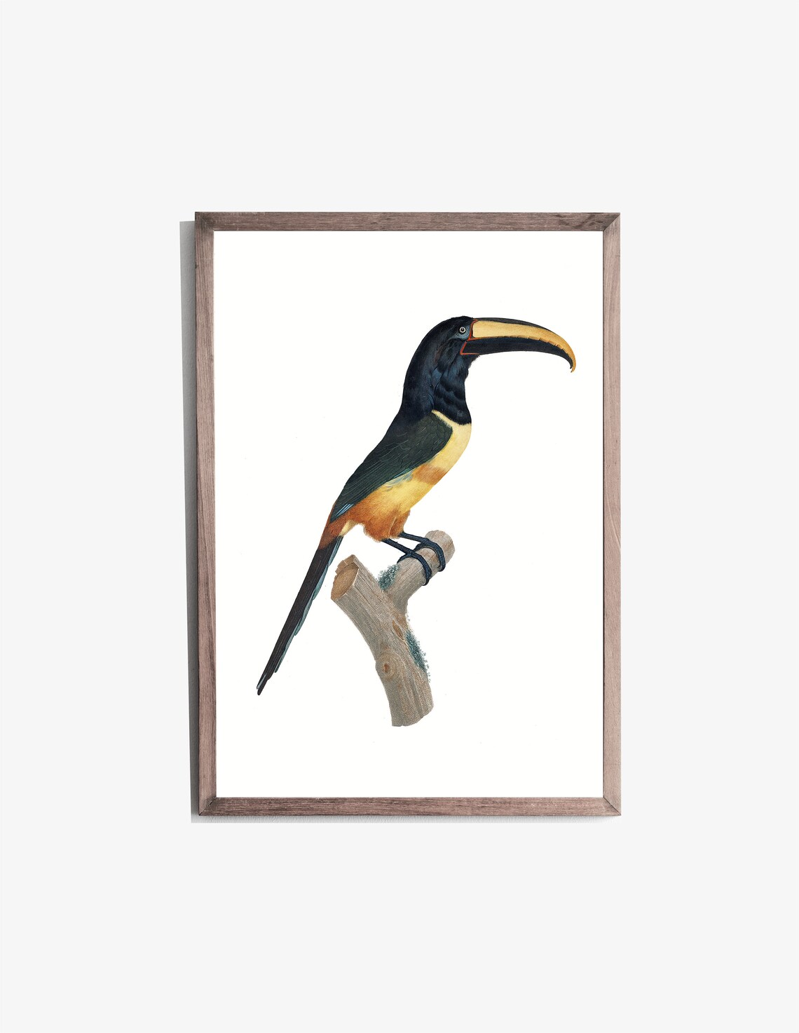 Red Belted Aracari Toucan Vintage Ornithology Bird Illustration Poster