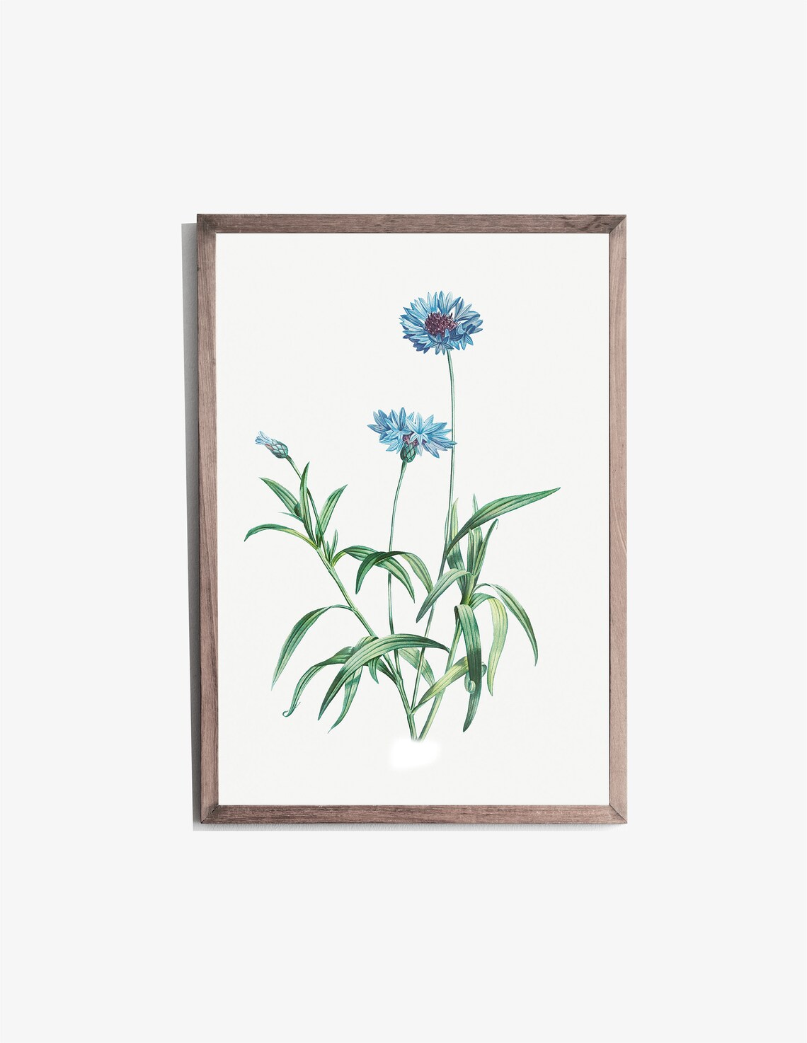 Blue Cornflower Botanical Illustration Vintage Flower Art Print - Image 2