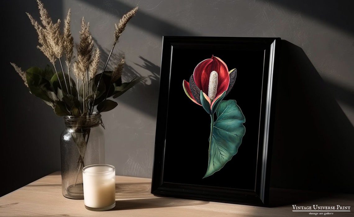 Red Anthurium Bloom Black Background Botanical Illustration Poster - Image 3