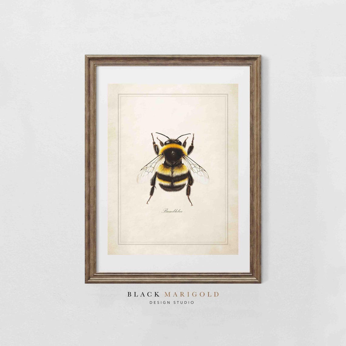 Bumblebee Vintage Scientific Insect Study Illustration Poster - Image 2