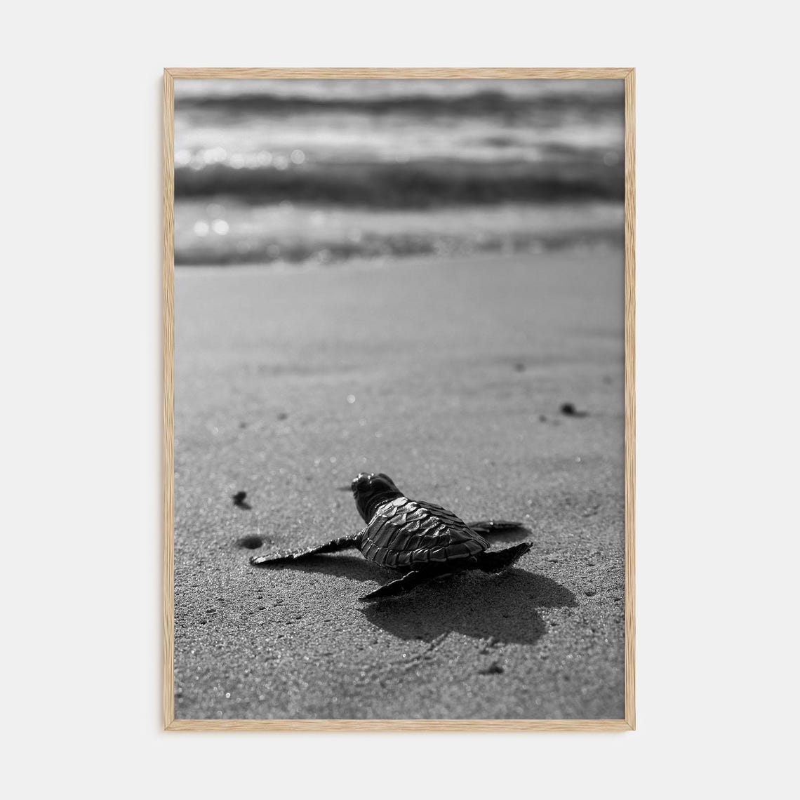 Black and White Baby Sea Turtle Crawling on Ocean Beach Poster