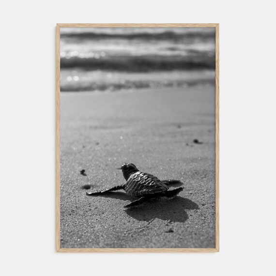 Black and White Baby Sea Turtle Crawling on Ocean Beach Poster