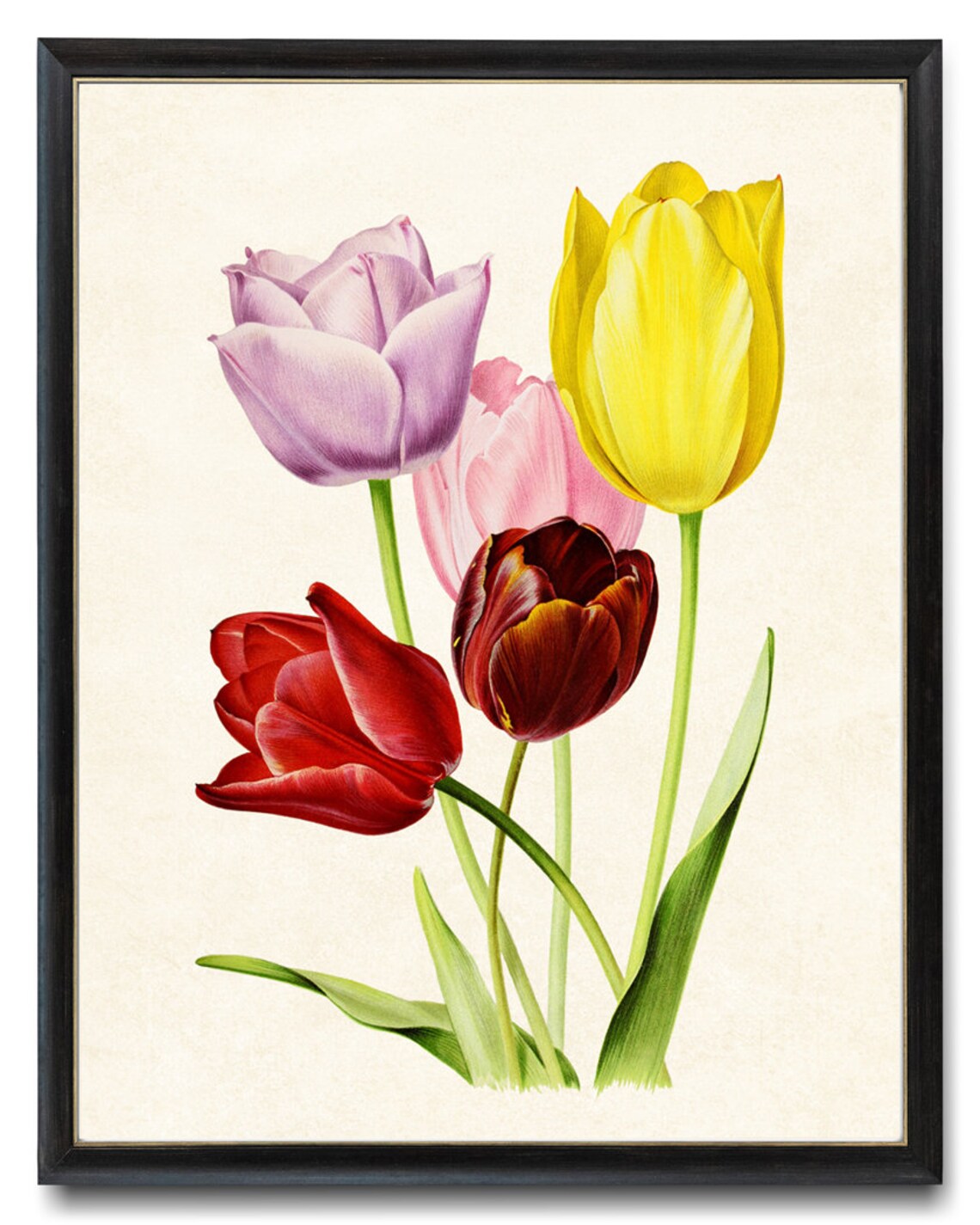 Vintage Tulip Art, Spring Flowers Botanical Print