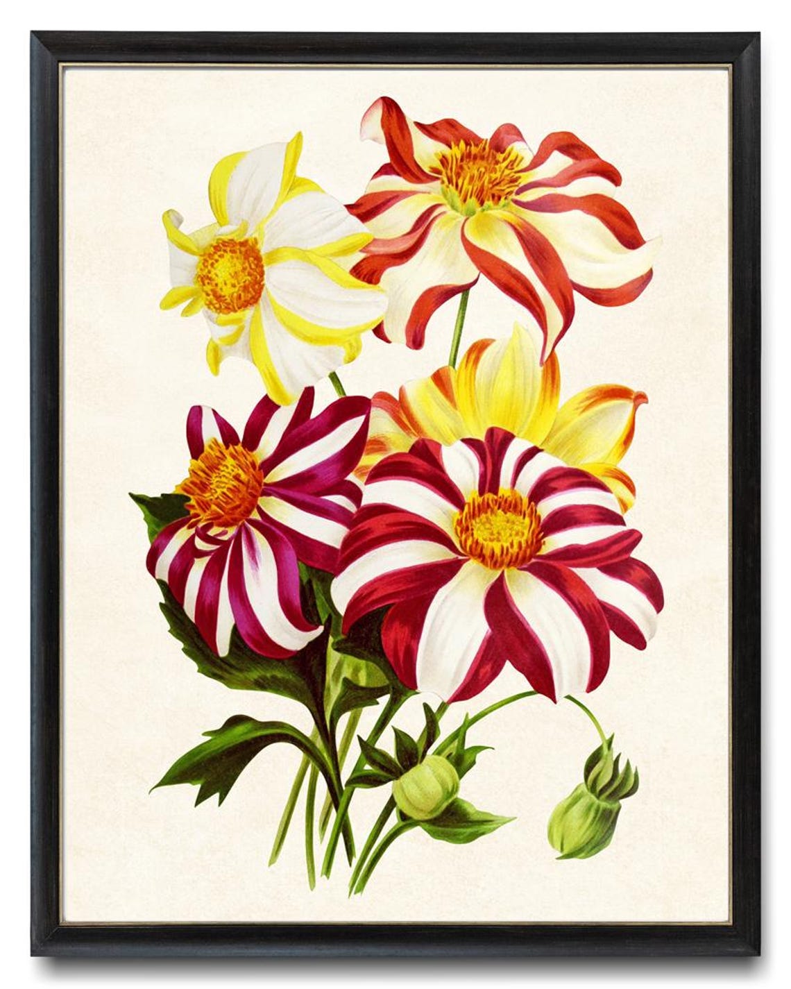 Parisien Dahlia Striped Red White Blooms Vintage Floral Art Poster