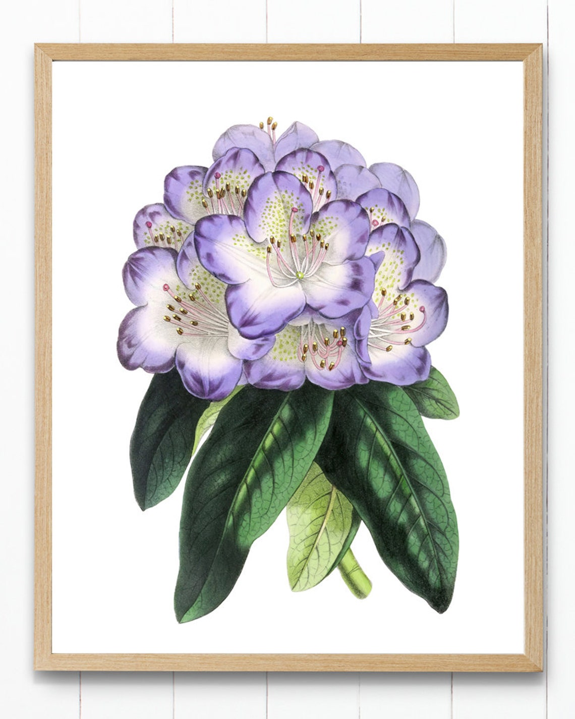 Purple Rhododendron Flower Cluster Antique Botanical Study Poster - Image 4