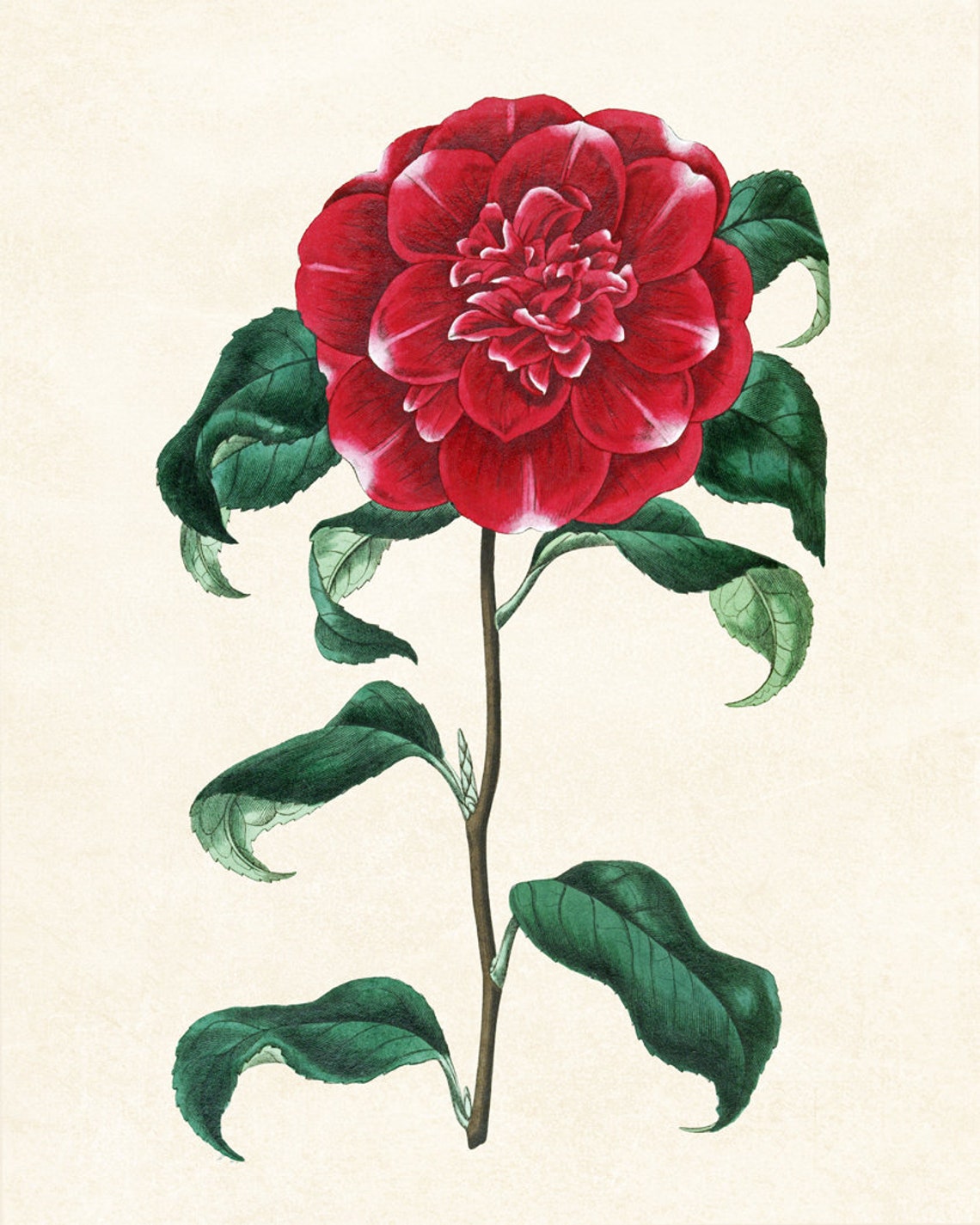 Red Camellia Bloom Antique Botanical Illustration Vintage Poster - Image 3