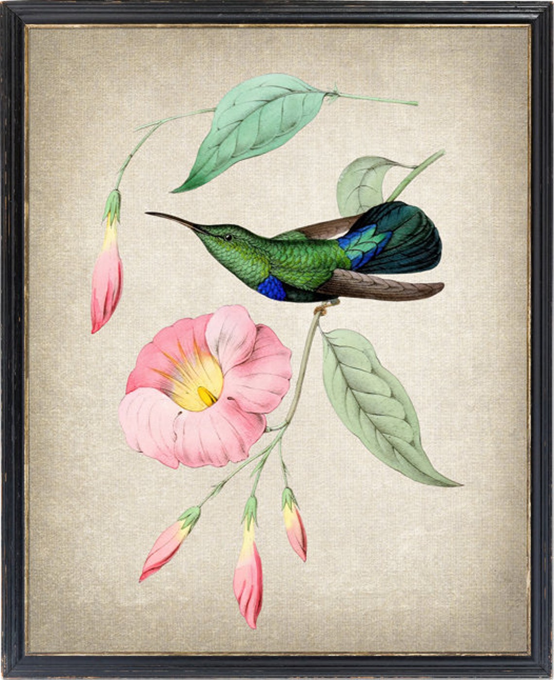 Green Throated Carib Hummingbird Vintage Illustration Poster