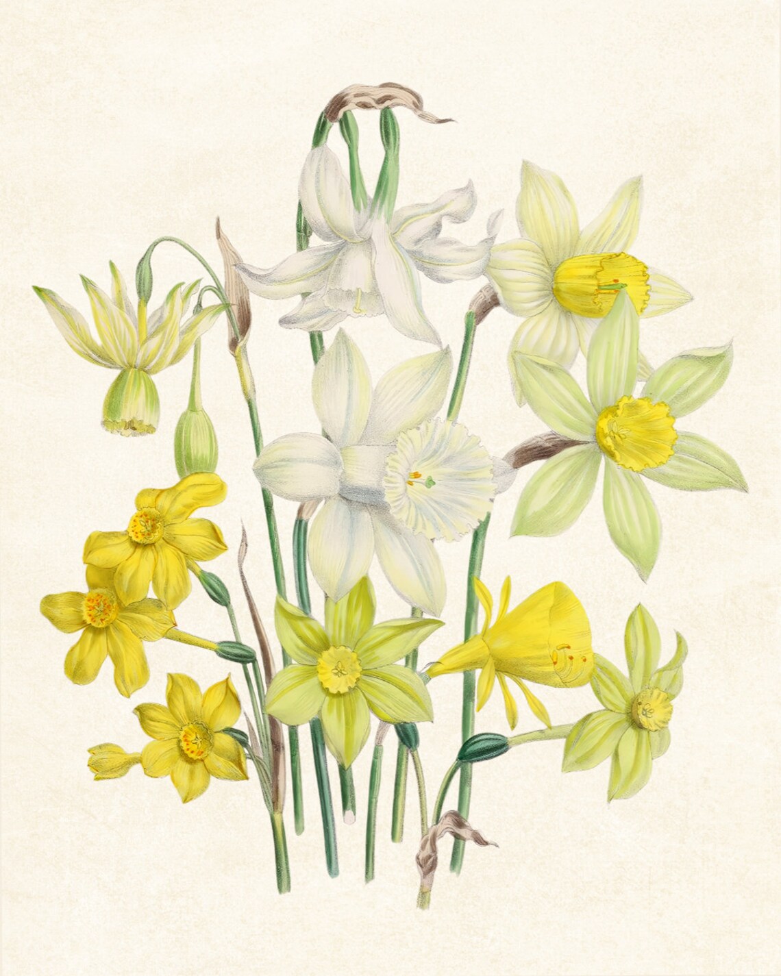 Garden Daffodils Vintage Botanical Narcissus Flower Art Poster - Image 3