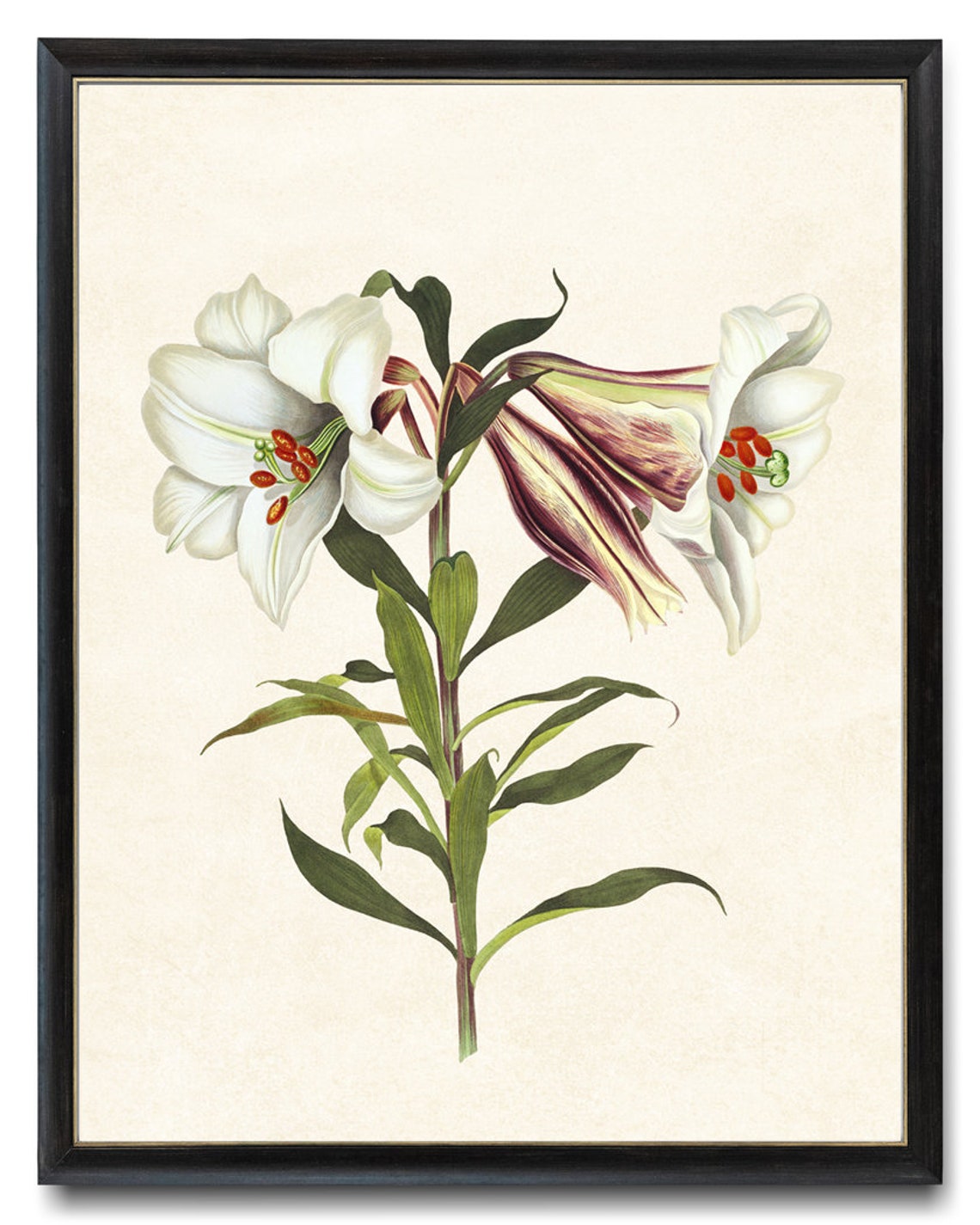 White Japanese Lily Vintage Botanical Flower Illustration Poster