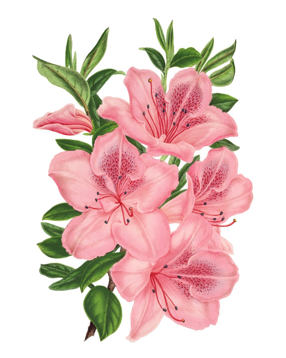 Pink Azaleas Vintage Flower Illustration Art Print - Image 2