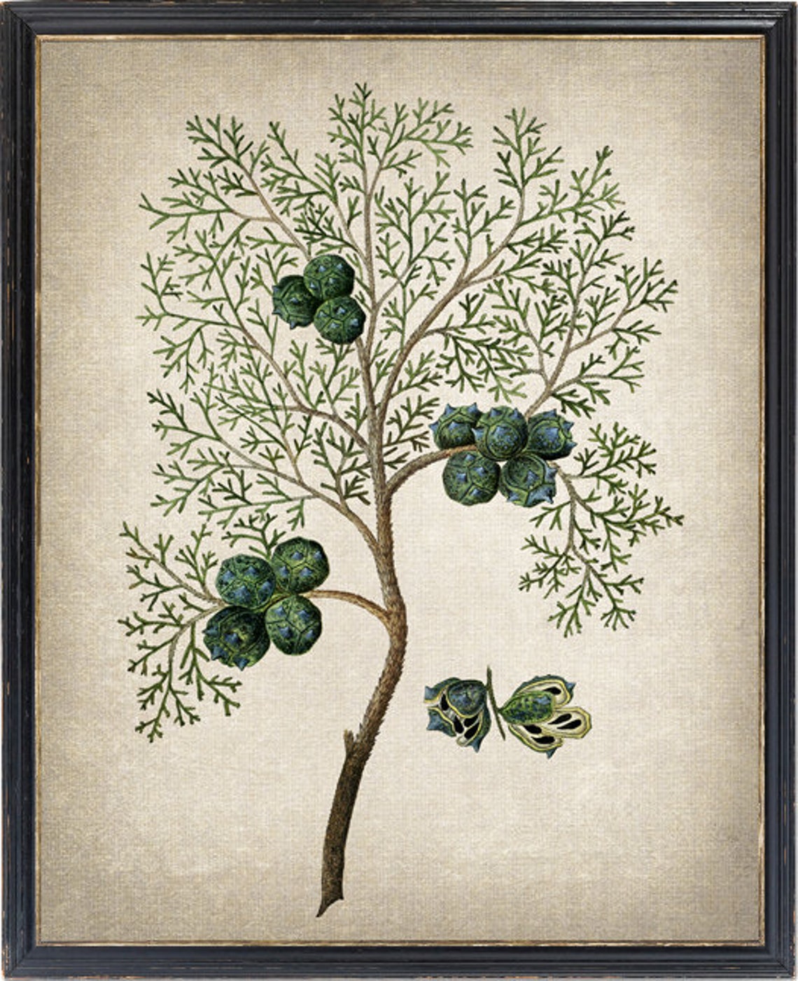 Vintage Cypress Branch Cones Botanical Illustration Wall Poster