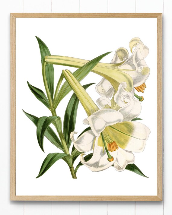 Easter Lily White Flowers Vintage Botanical Illustration Poster Spring Decor