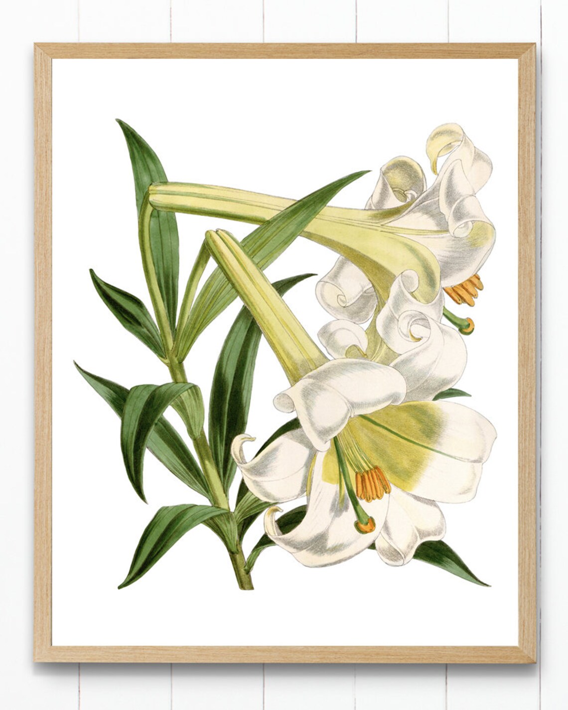 Easter Lily White Flowers Vintage Botanical Illustration Poster Spring Decor