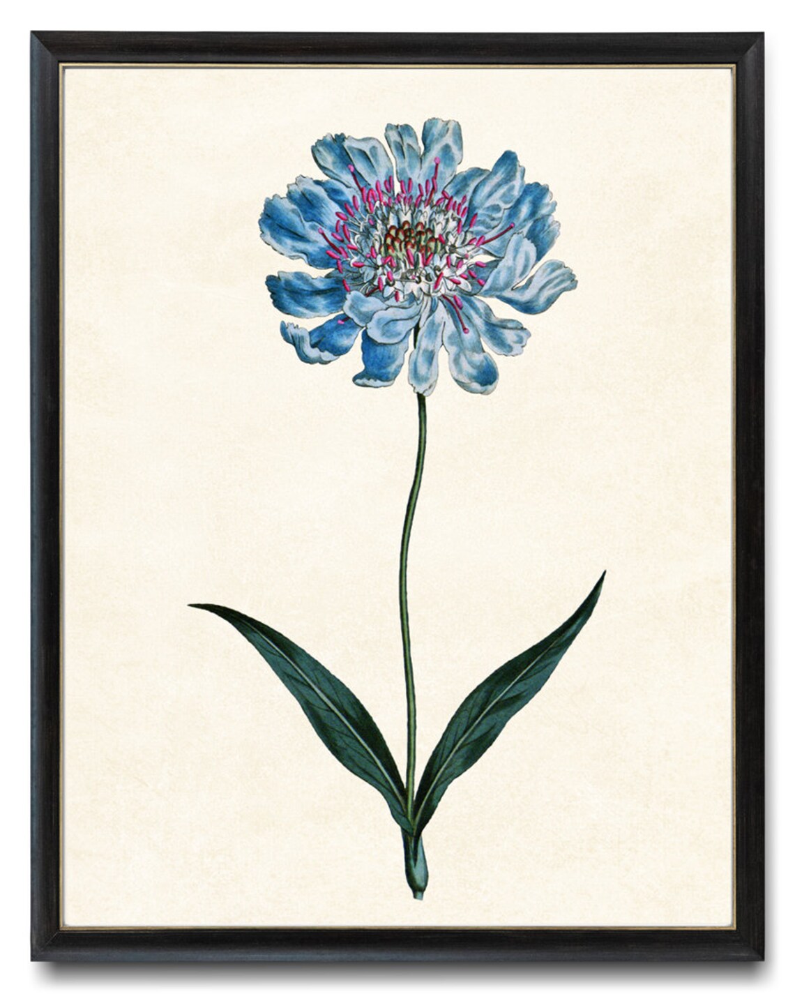 Blue Botanical Print, Vintage Pincushion Flower Art