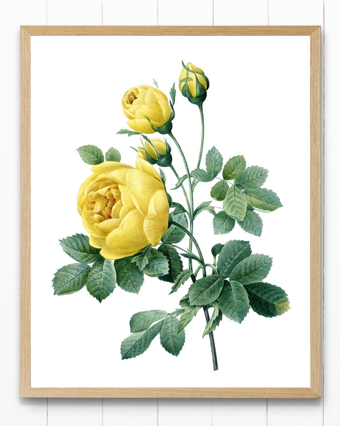 Yellow Garden Roses Antique Redoute Style Botanical Study Poster - Image 4