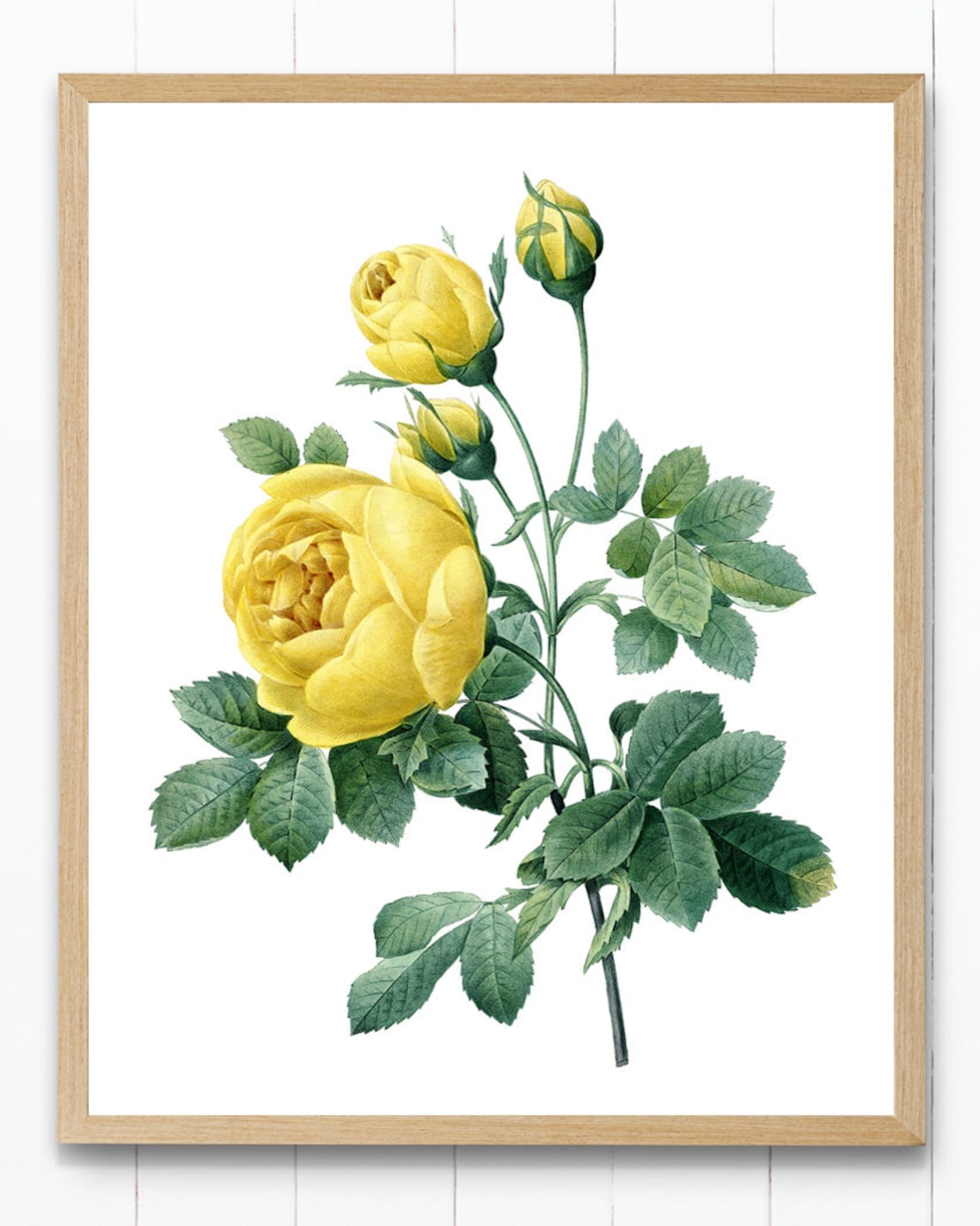 Yellow Roses by P.J. Redoute, Antique Floral Art Print - Image 2