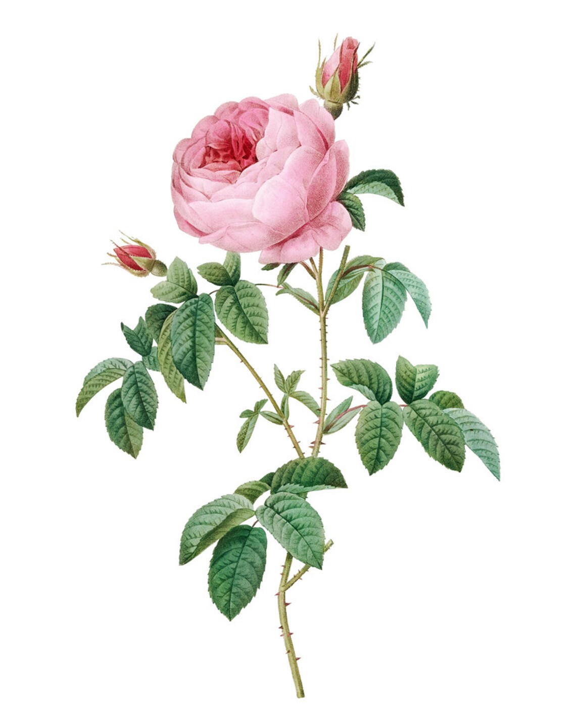 Pink Cabbage Rose Vintage Botanical Art Print - Image 2