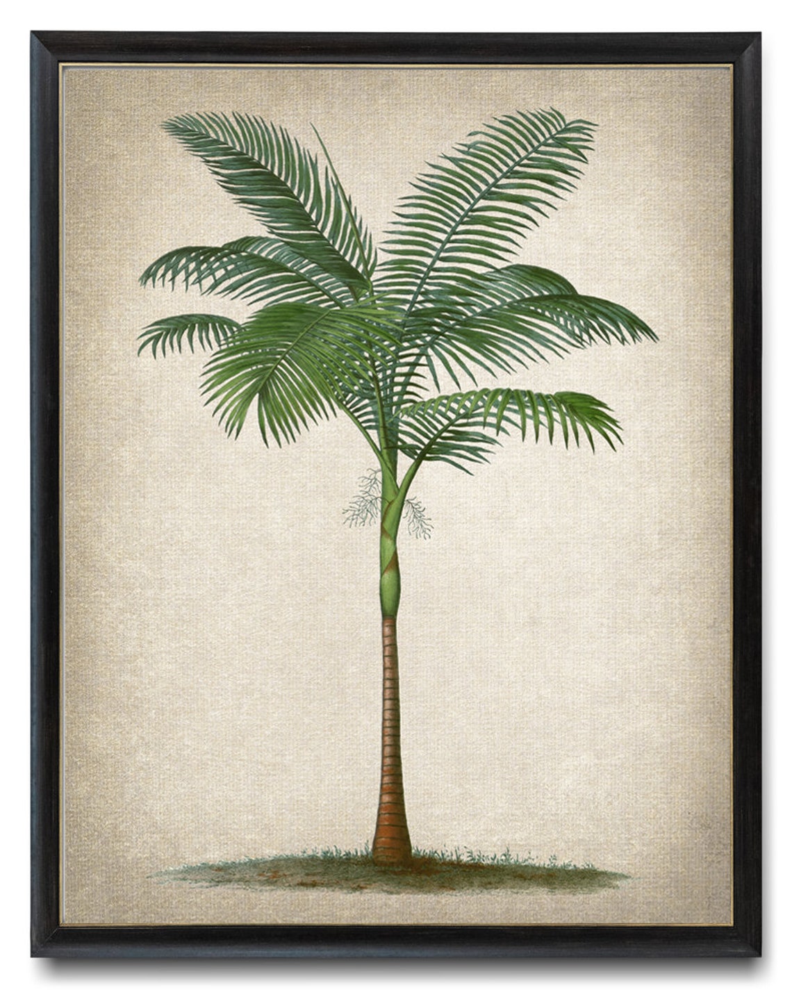 Elegant Tropical Palm Tree Vintage Botanical Illustration Poster