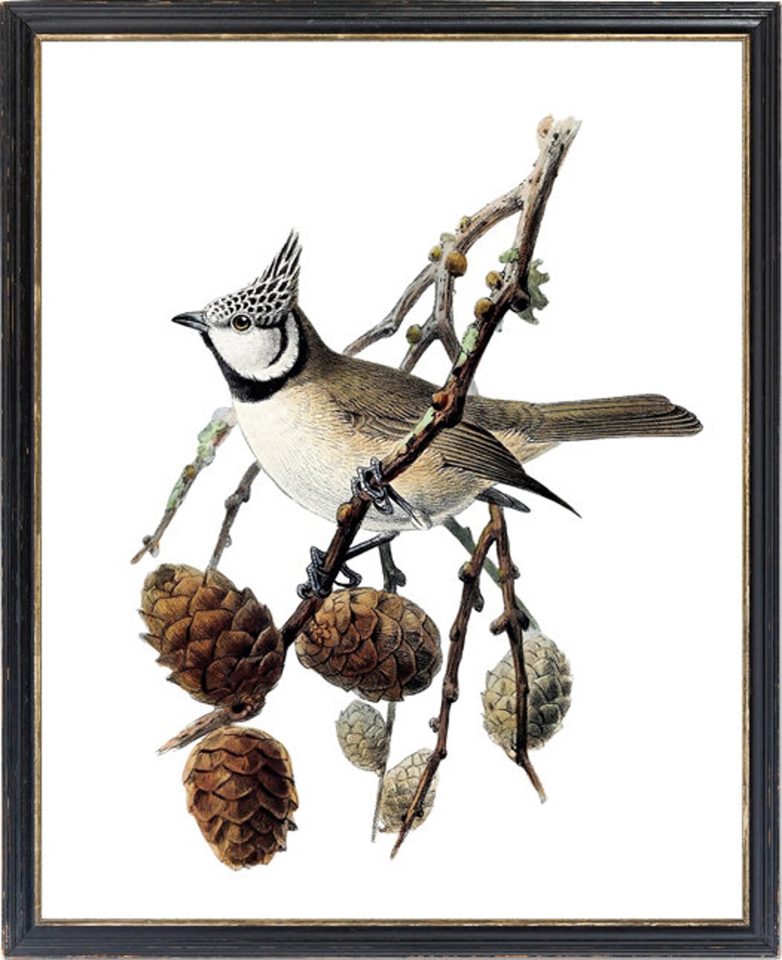 Crested Tit on Pine Branch with Pine Cones Vintage Illustration Print - Image 3