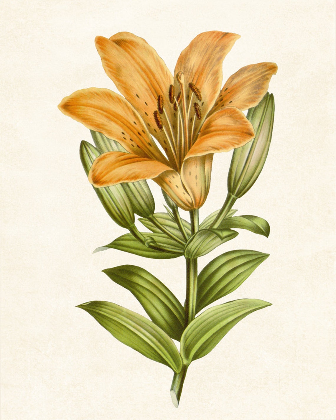 Radiant Orange Lily Bloom Classic Vintage Botanical Flower Poster - Image 3