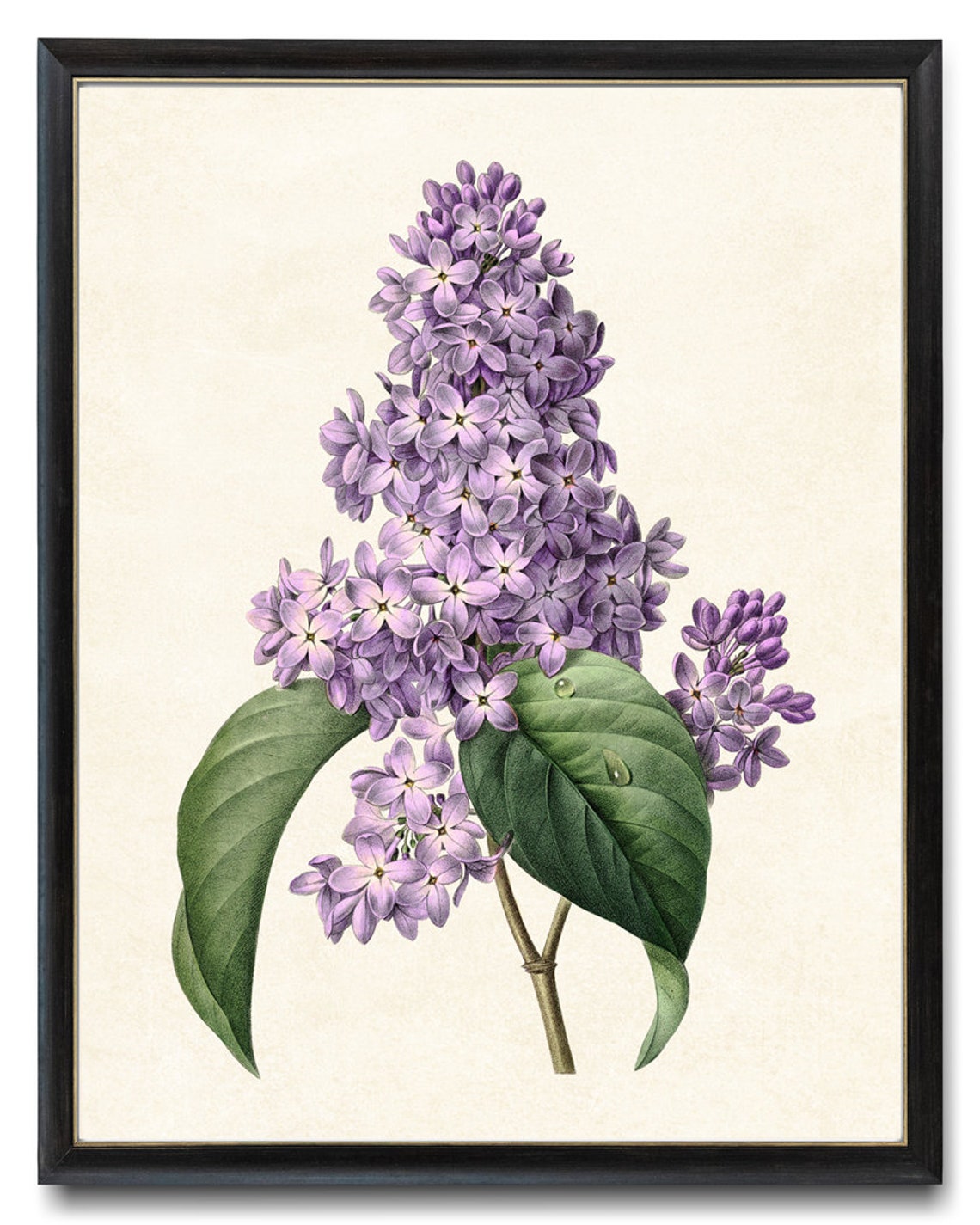 Purple Lilac Blossoms Antique Floral Botanical Illustration Print