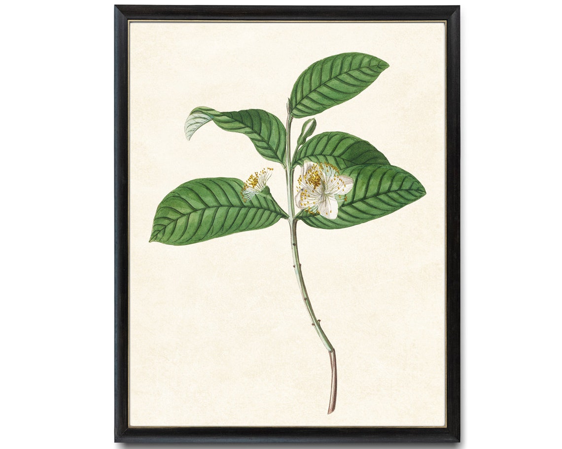Blooming Guava Branch White Flowers Vintage Botanical Art Poster