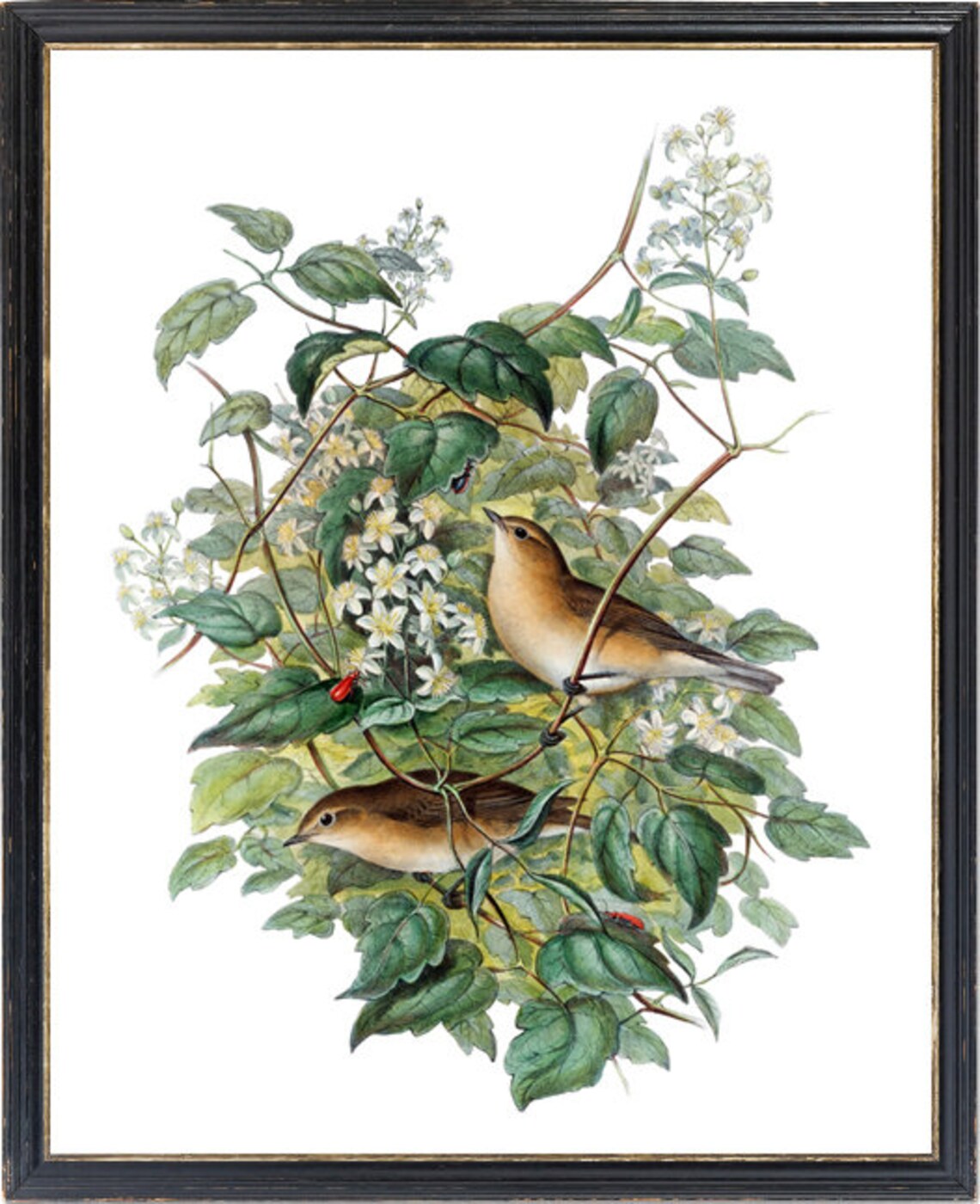 Garden Warbler Birds Vintage Illustration Art Print - Image 3