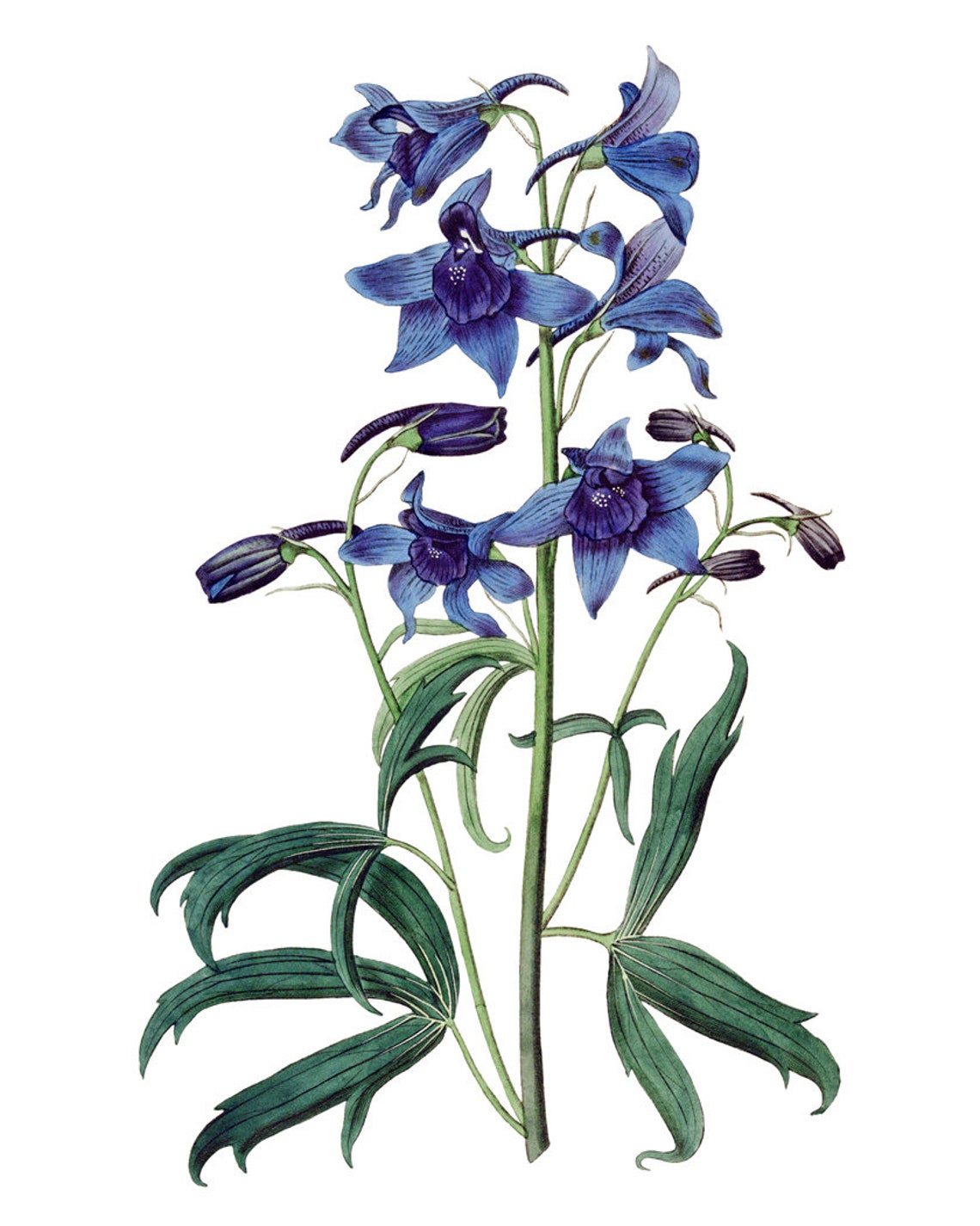 Blue Delphinium Flower Spike Vintage Botanical Illustration Poster - Image 2