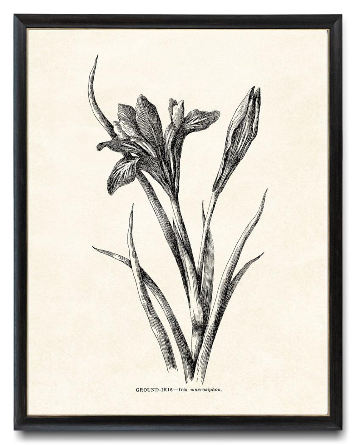 Ground Iris Vintage Botanical Line Art Iris Macrosiphon Poster