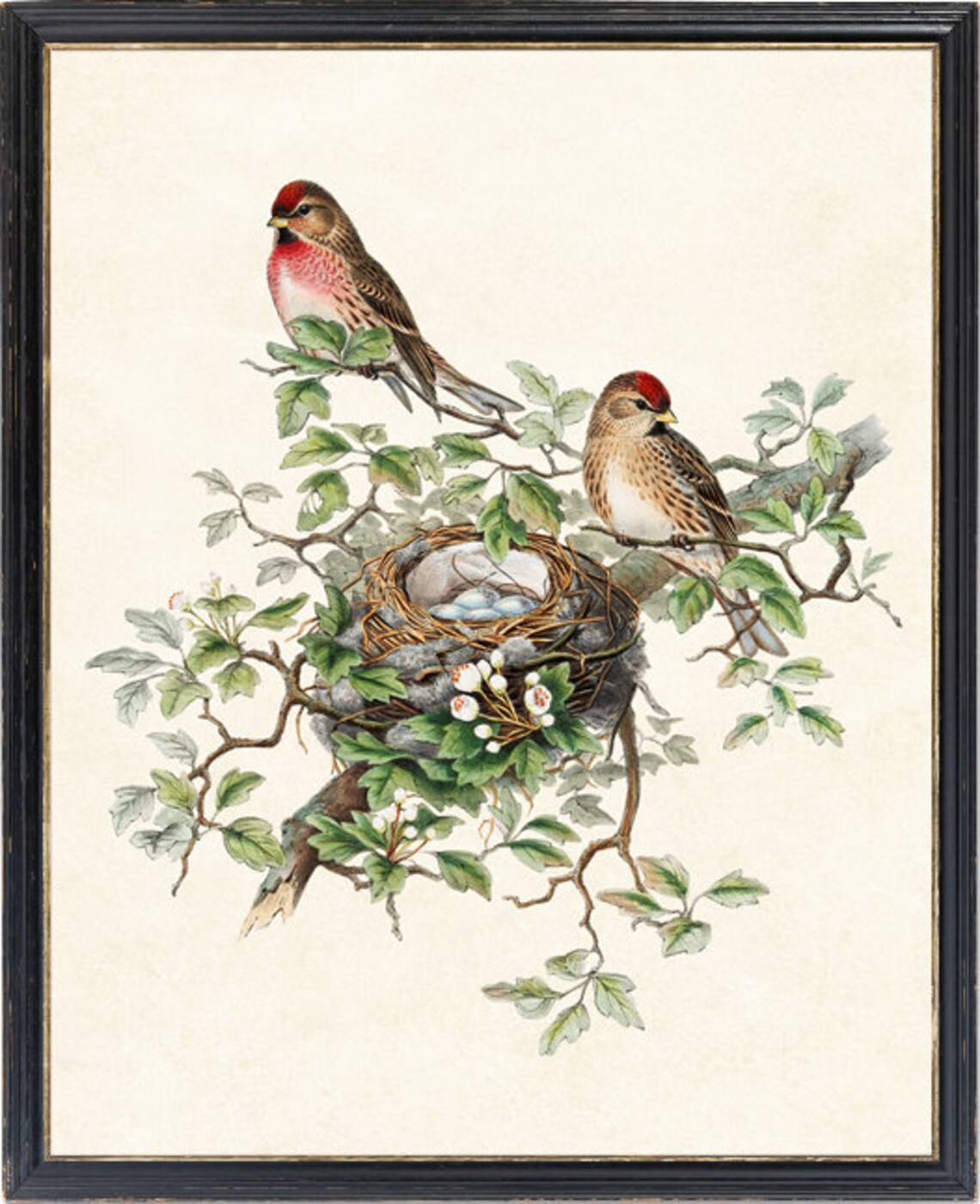 Bird And Botanical Vintage Art Print, Redpoll Birds - Image 4