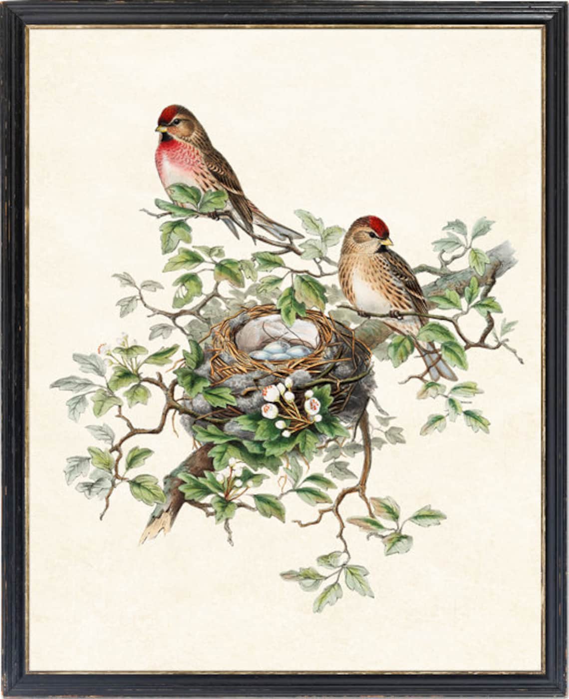 Redpoll Birds Vintage Illustration Art Print - Image 4