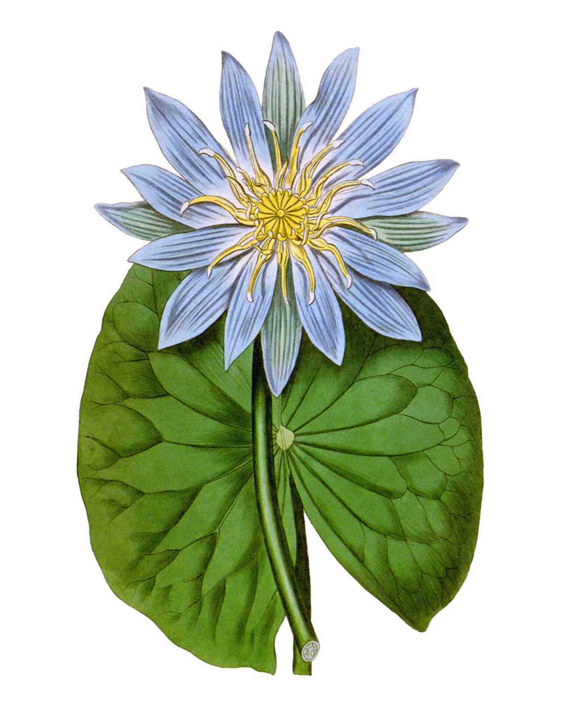 Blue Water Lily Bloom with Giant Green Lily Pad Botanical Poster Art - Image 2