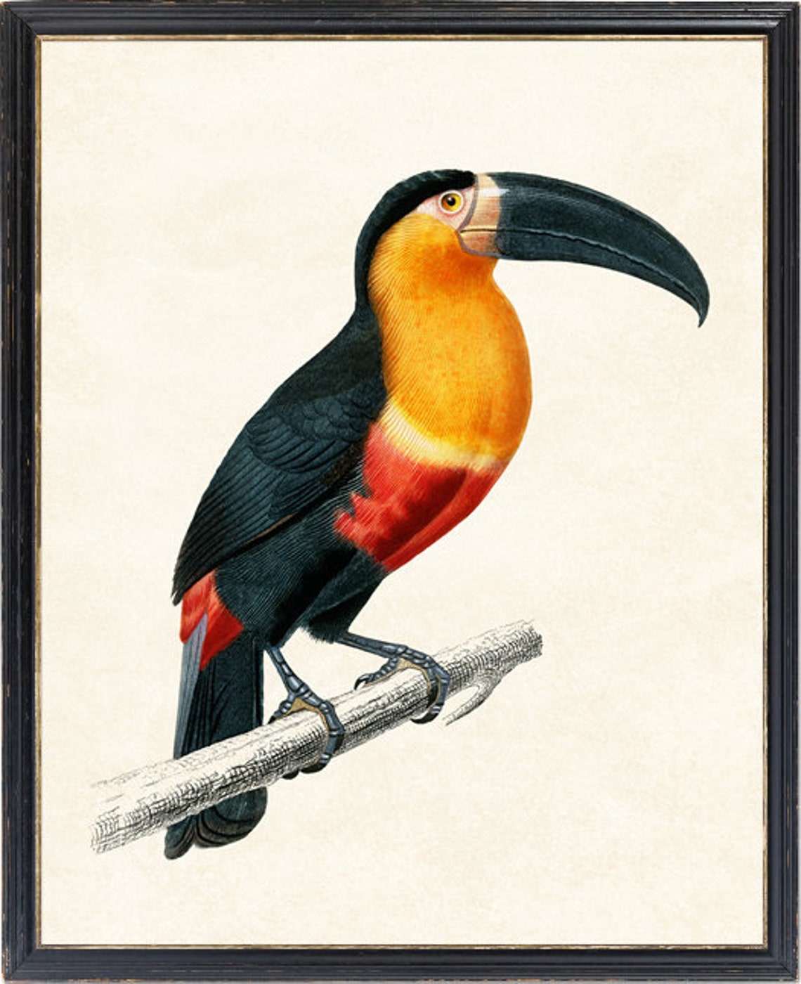 Toucan Tropical Bird Vintage Natural History Illustration Poster - Image 2
