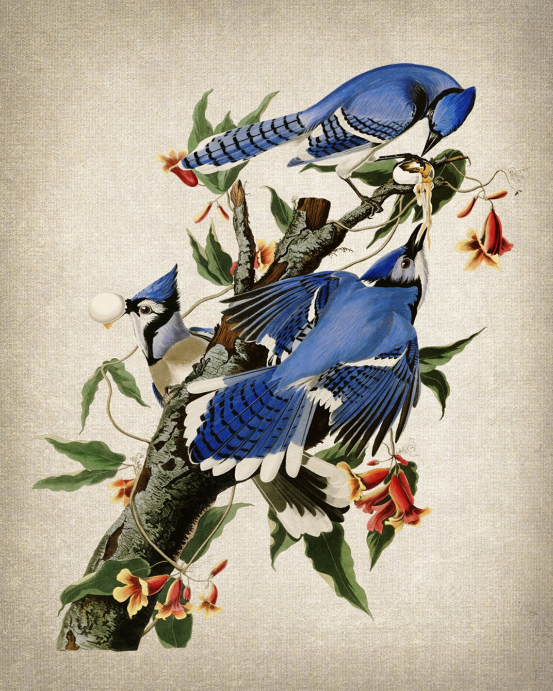 Audubon Blue Jays Vintage Bird Illustration Art Print - Image 2