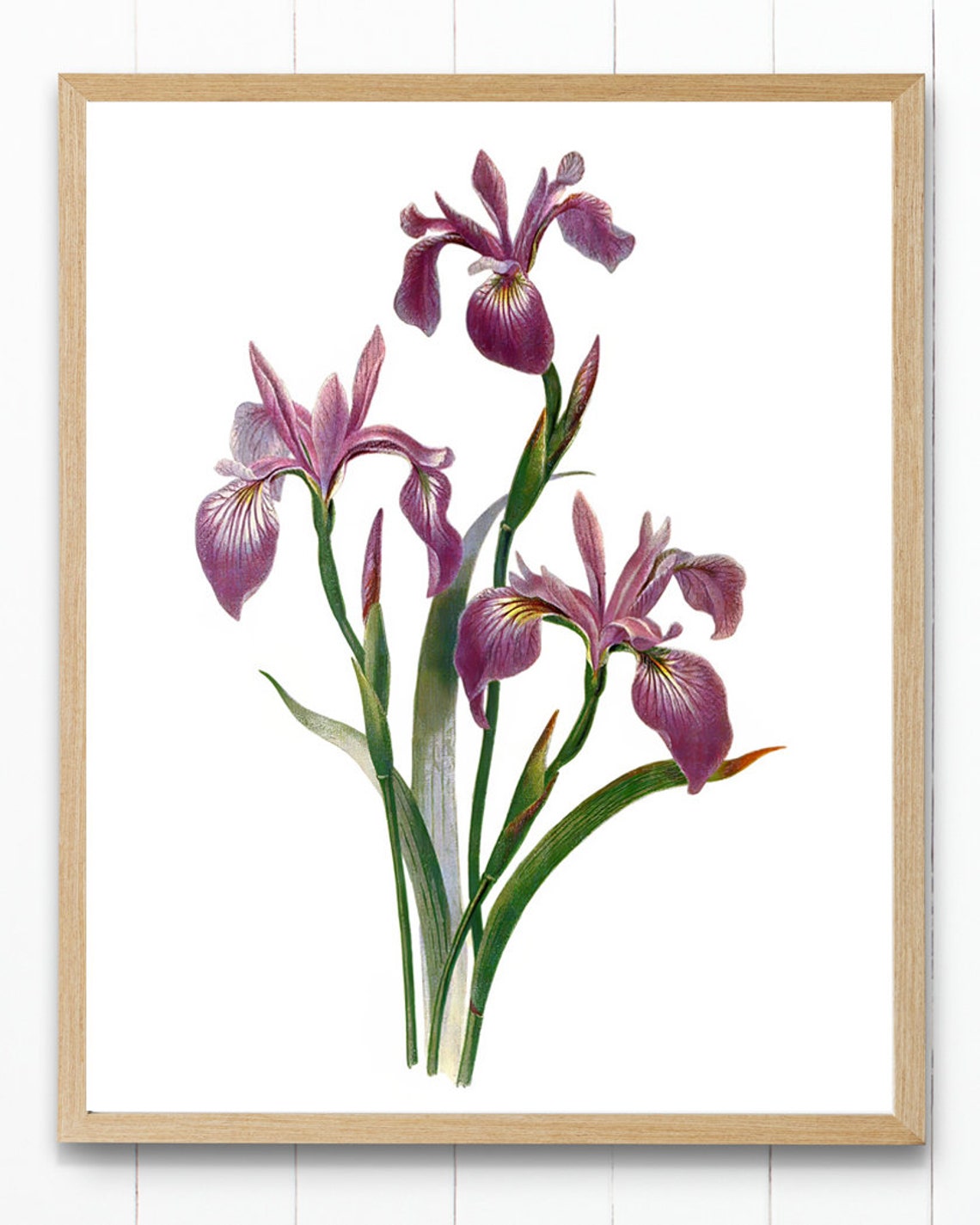 Purple Iris Blossoms Vintage Botanical Flower Illustration Poster - Image 4