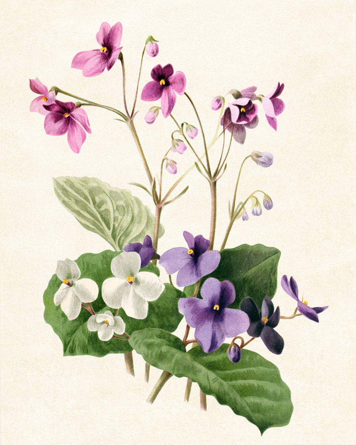 African Violets Purple White Vintage Botanical Flower Poster - Image 3