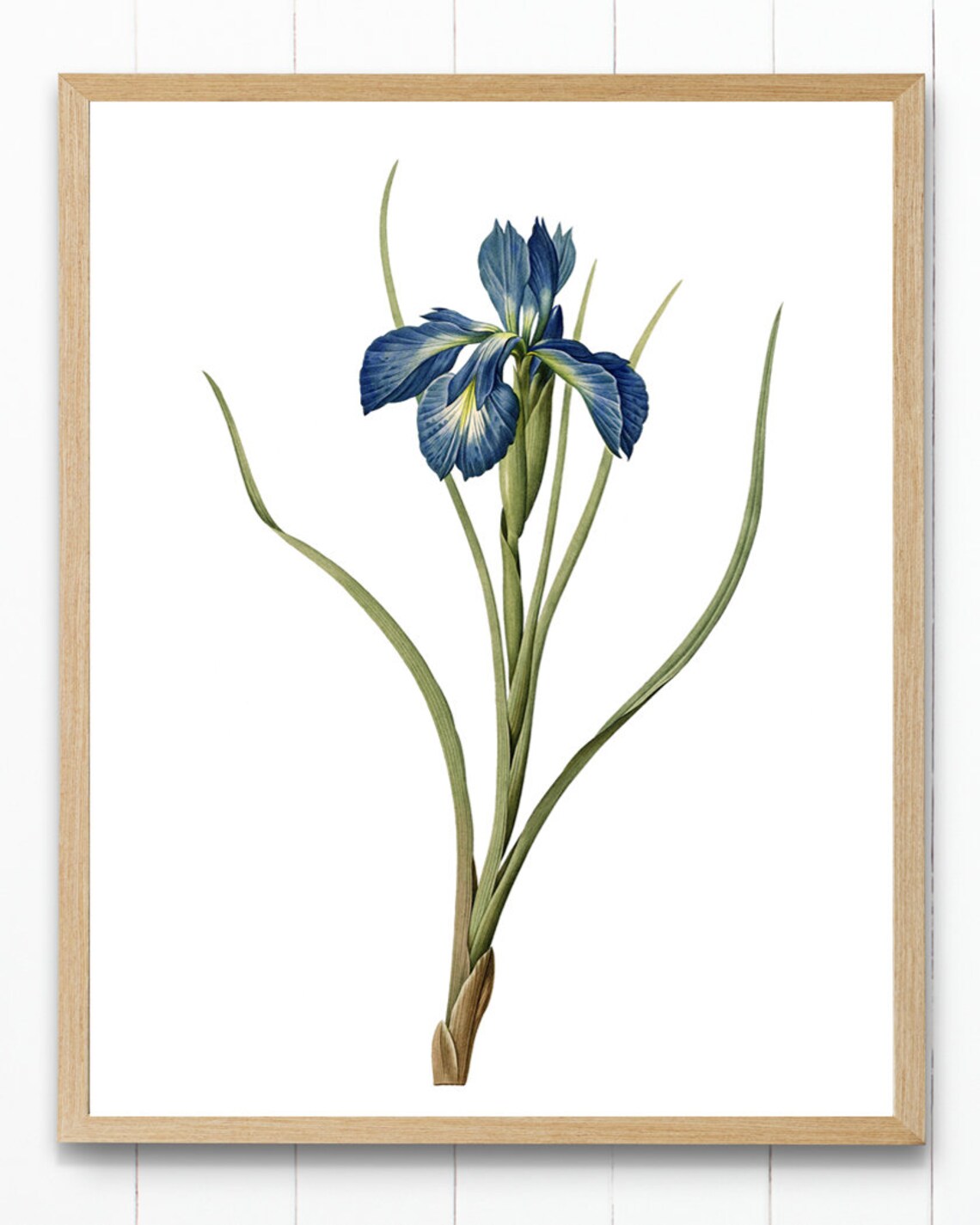 Blue Iris Minimalist Botanical Art Print - Image 2