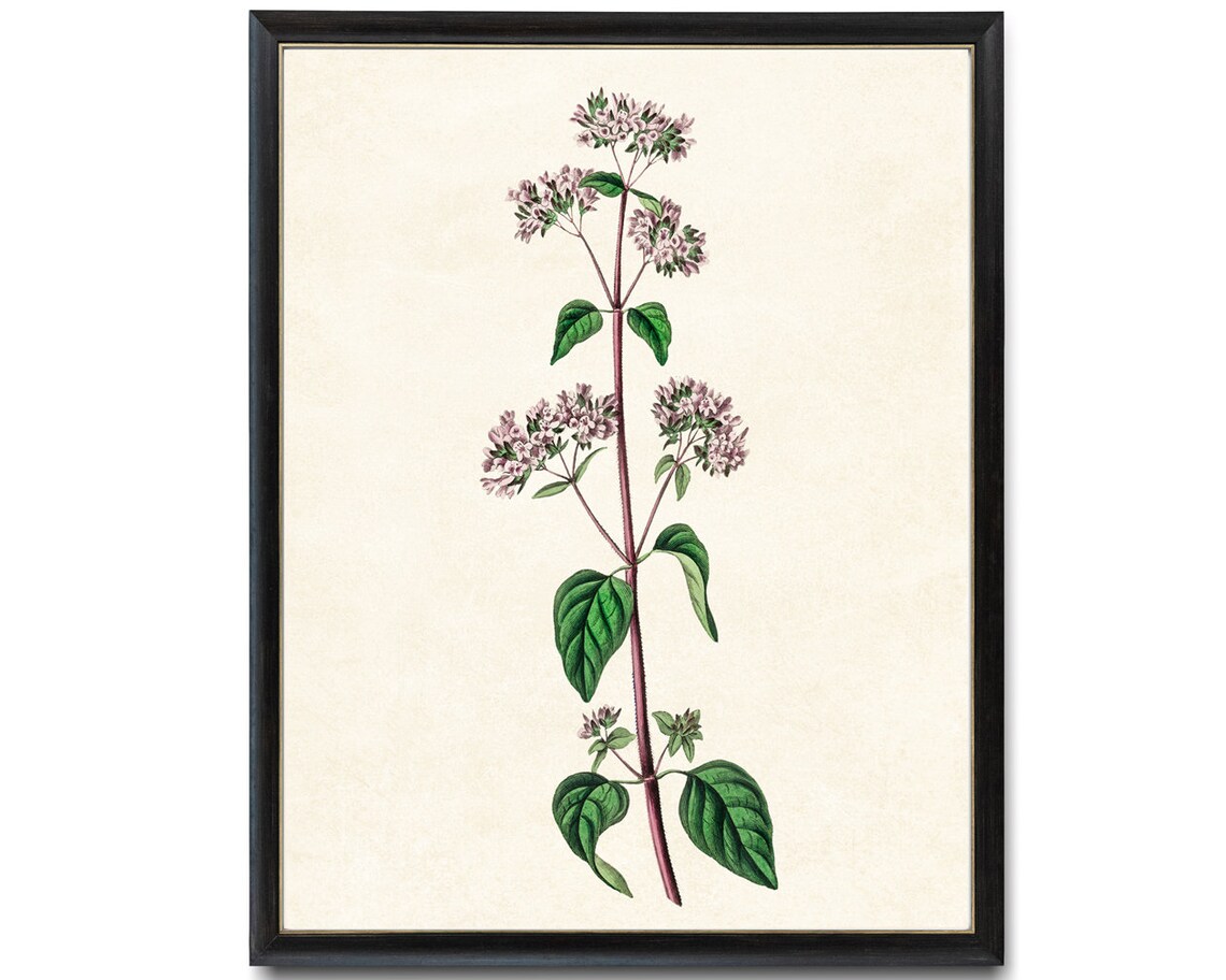 Flowering Oregano Plant Vintage Botanical Art Print
