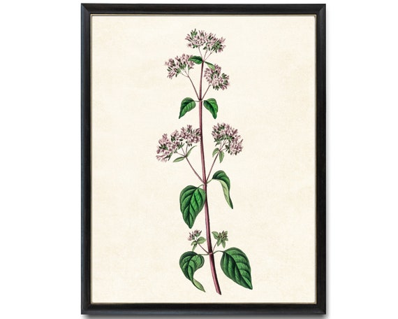 Flowering Oregano Plant Vintage Botanical Art Print