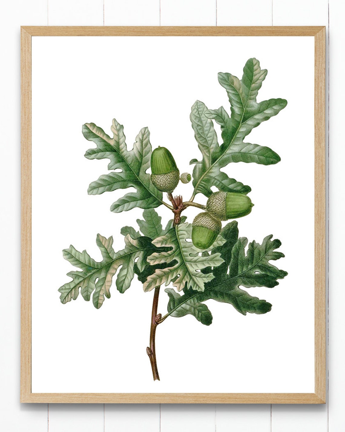Pyrenean Oak Branch Acorns Vintage Botanical Illustration Print - Image 3