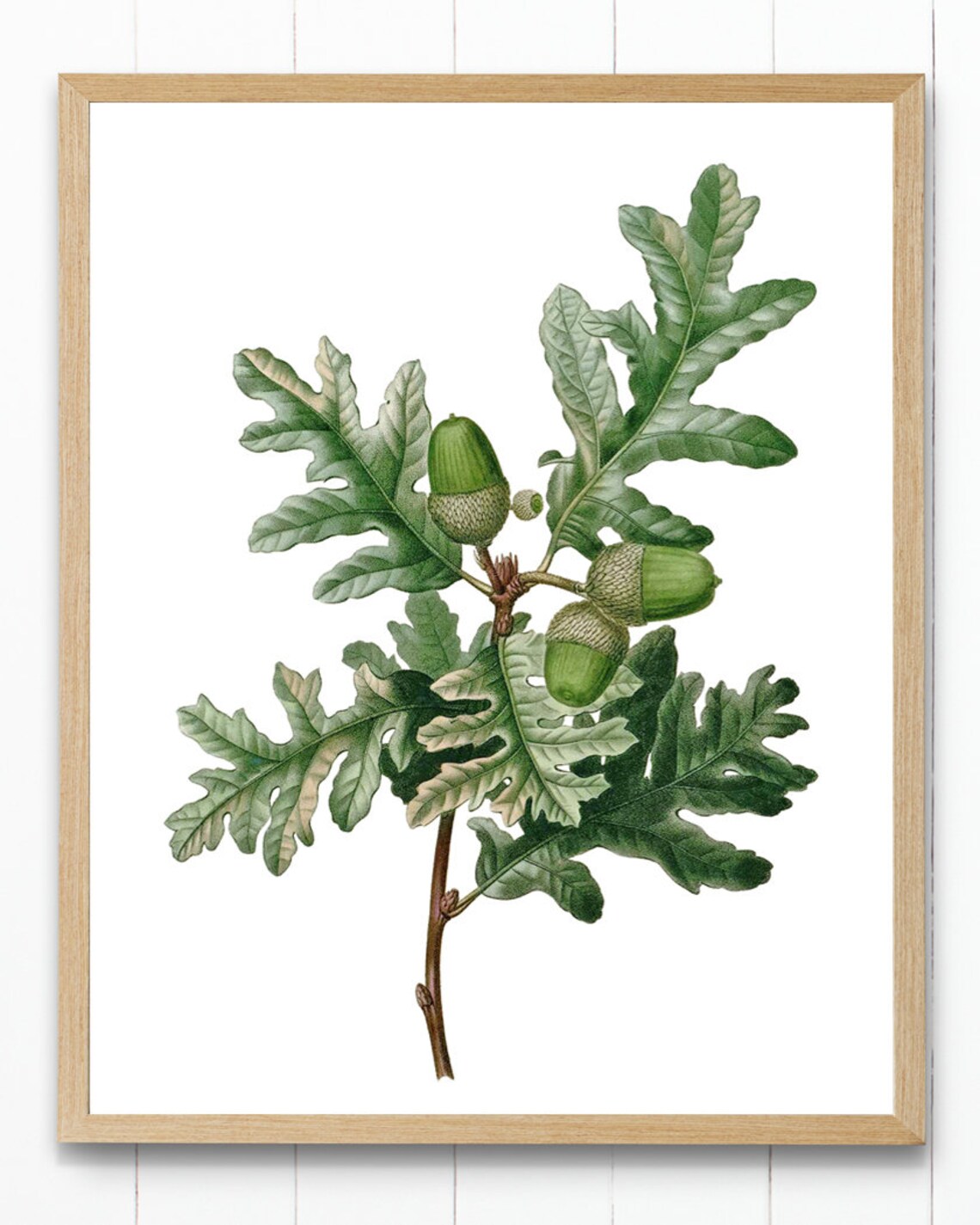Pyrenean Oak Vintage Illustration Art Print - Image 3