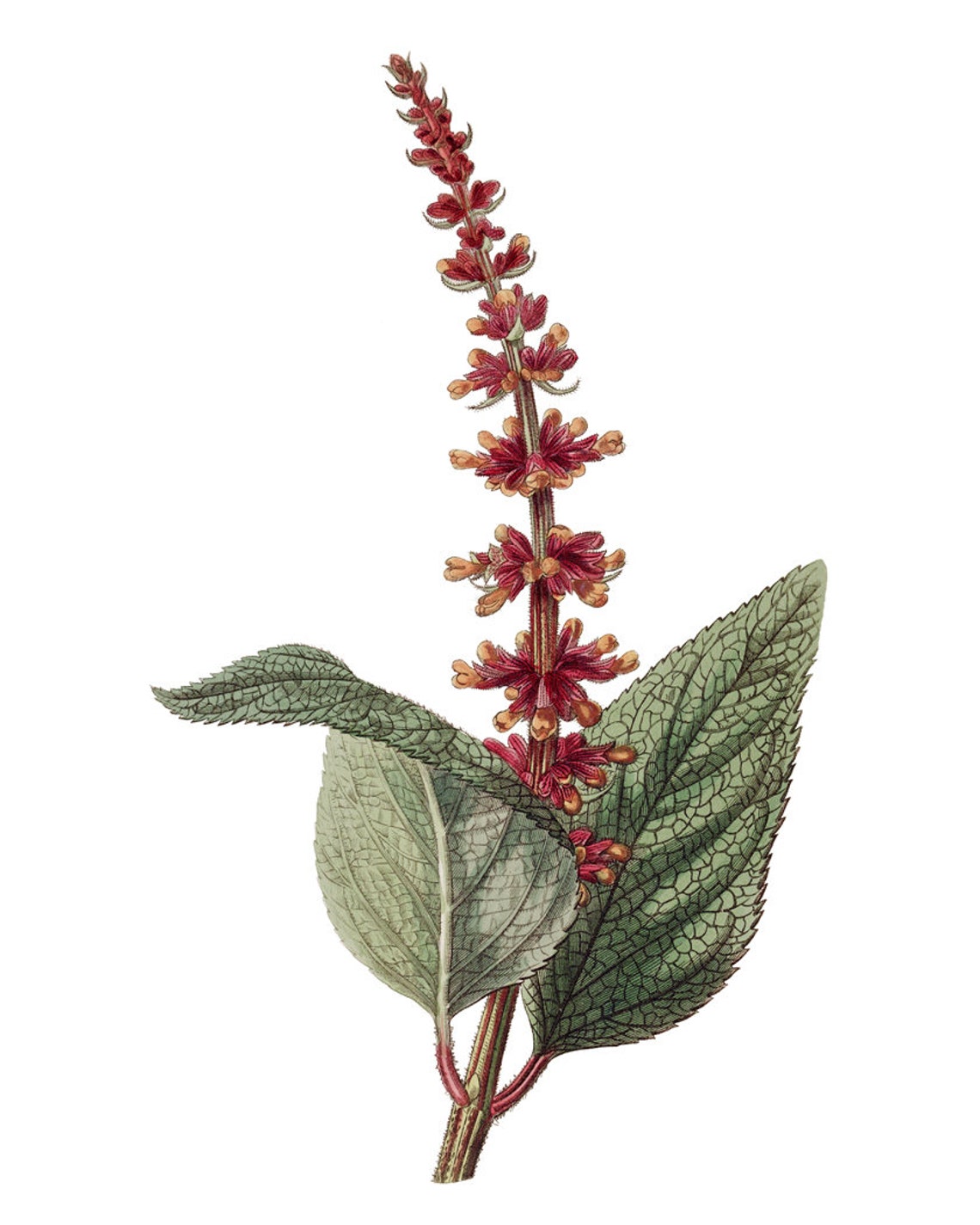 Red Velvet Salvia Spike Vintage Botanical Plant Illustration Poster - Image 2