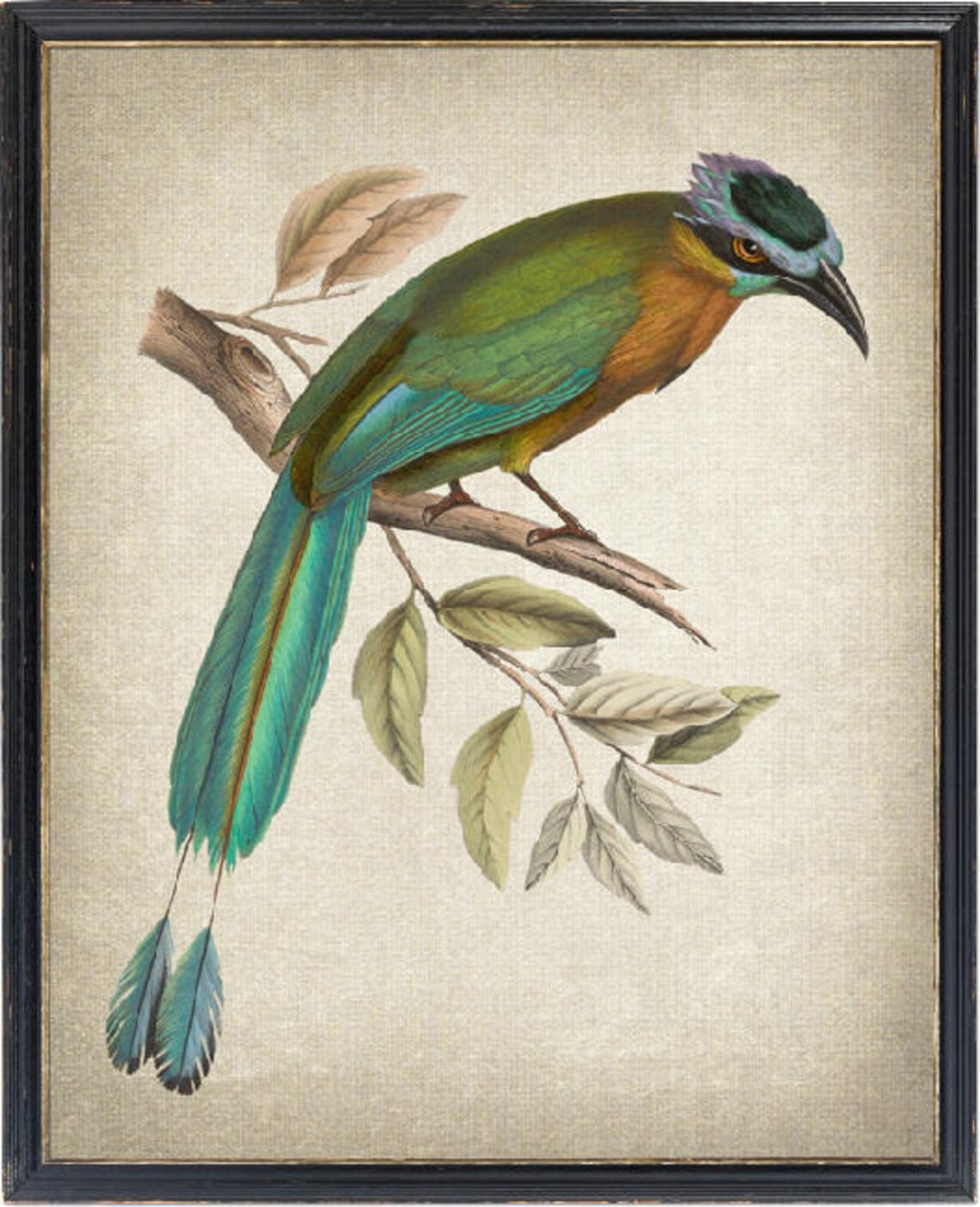 Blue-Crowned Motmot Vintage Illustration Art Print