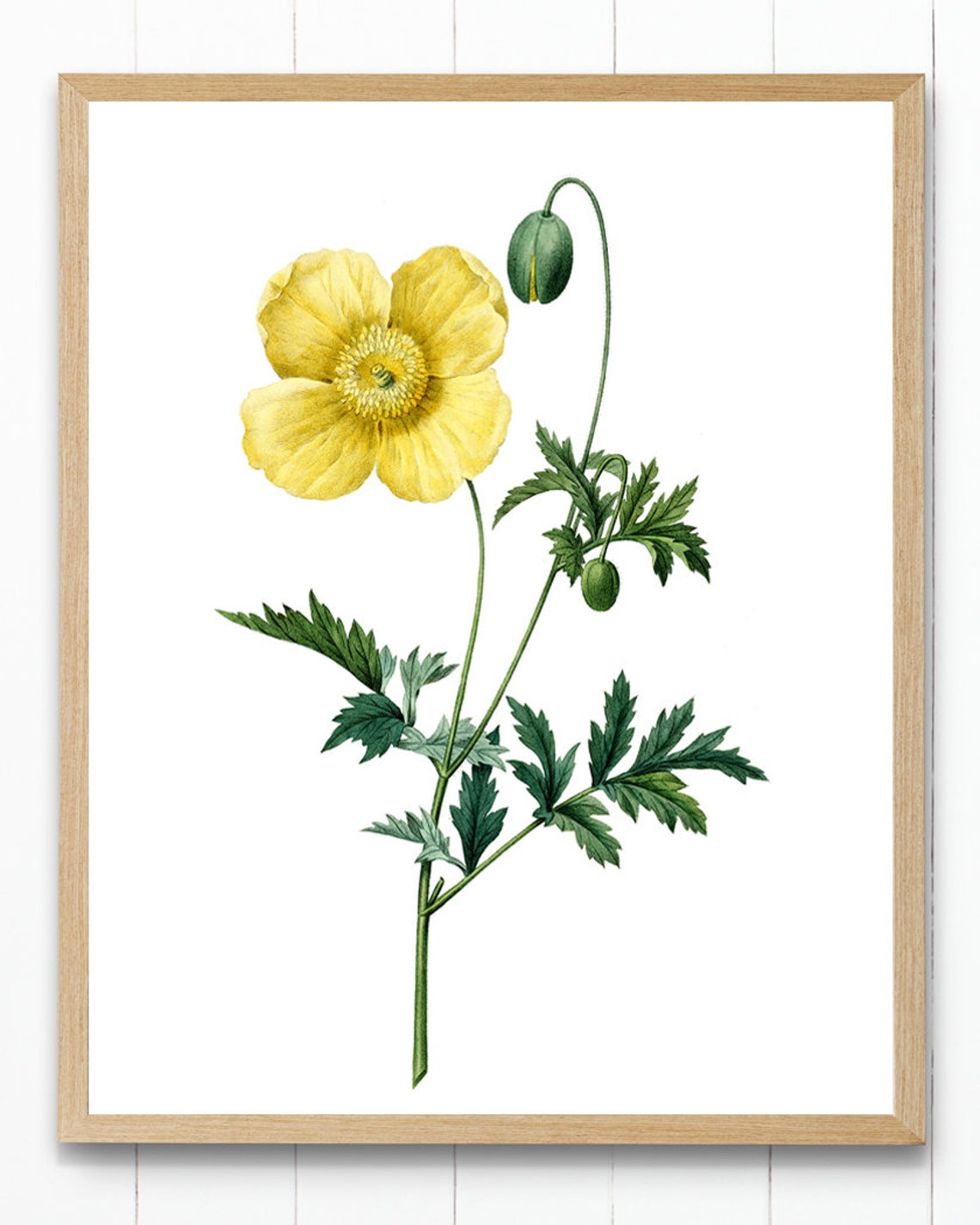 Yellow Welsh Poppy Bloom Antique Botanical Illustration Poster - Image 4