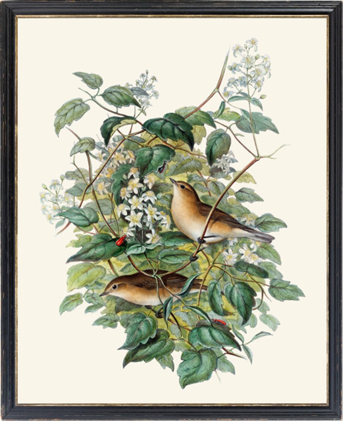 Garden Warbler Vintage Bird Illustration Art Print - Image 2