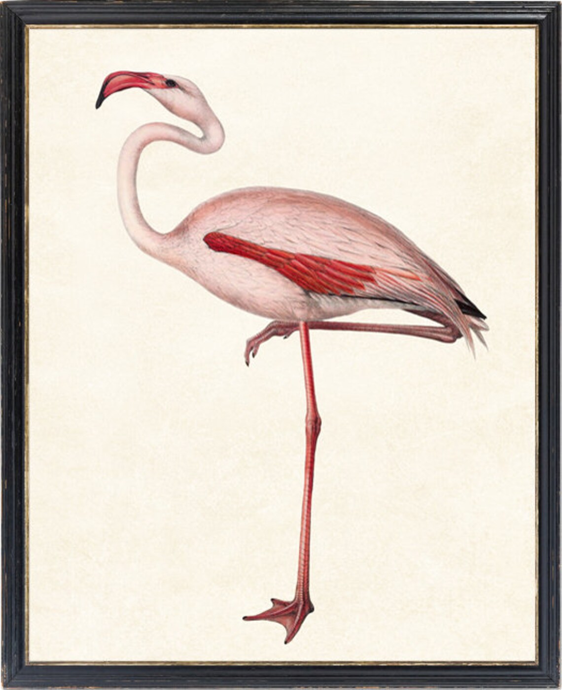 Common Flamingo Vintage Illustration Art Print - Image 4