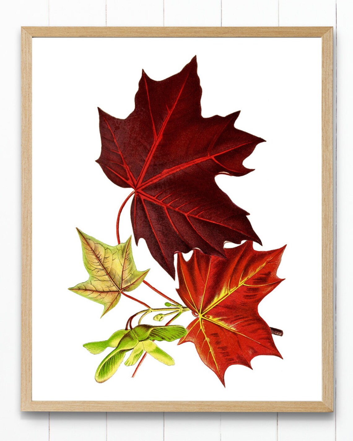 Red Maple Tree Leaves Vintage Illustration Art Print - Image 3