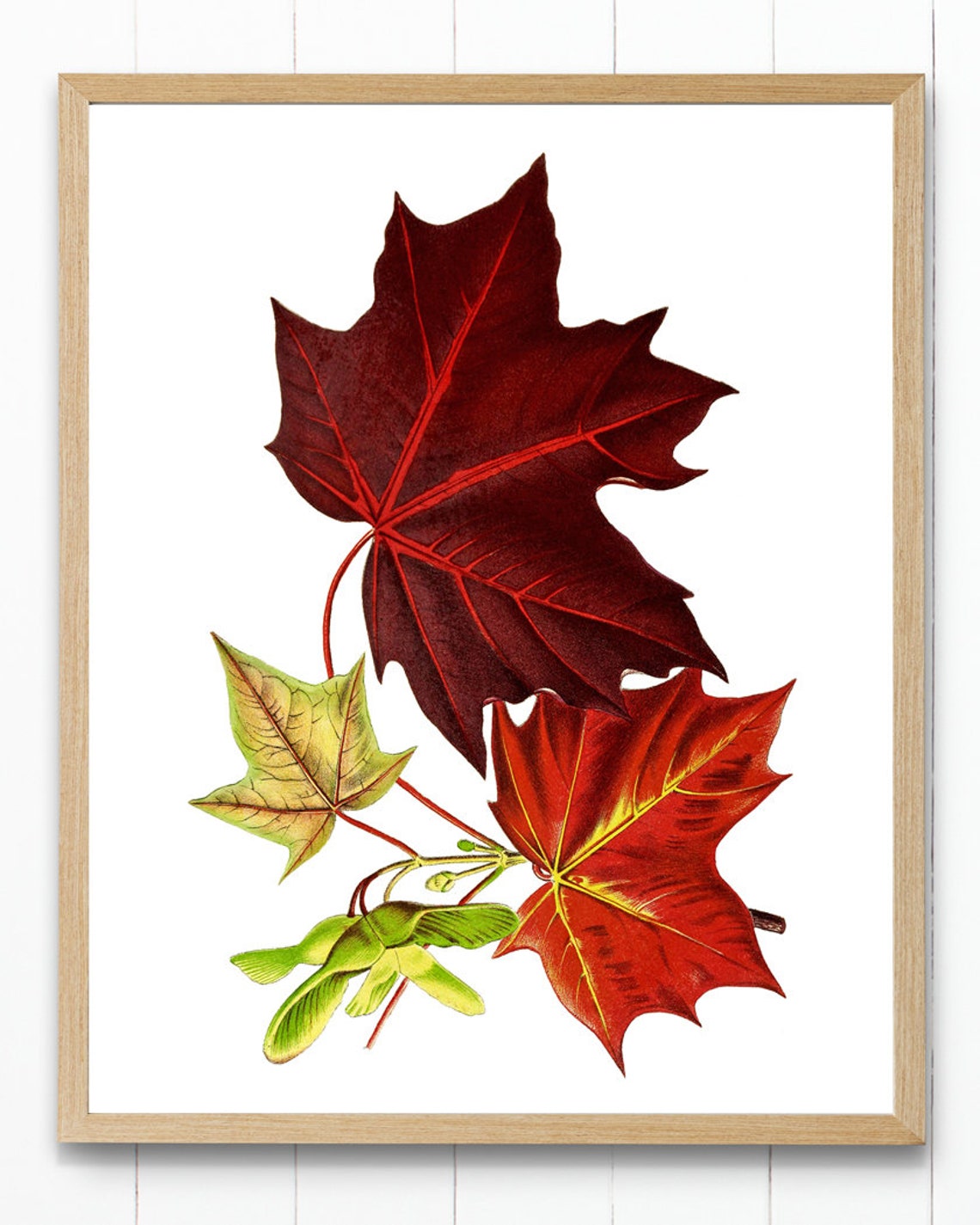 Vintage Red Maple Autumn Leaves Fall Foliage Botanical Poster - Image 3