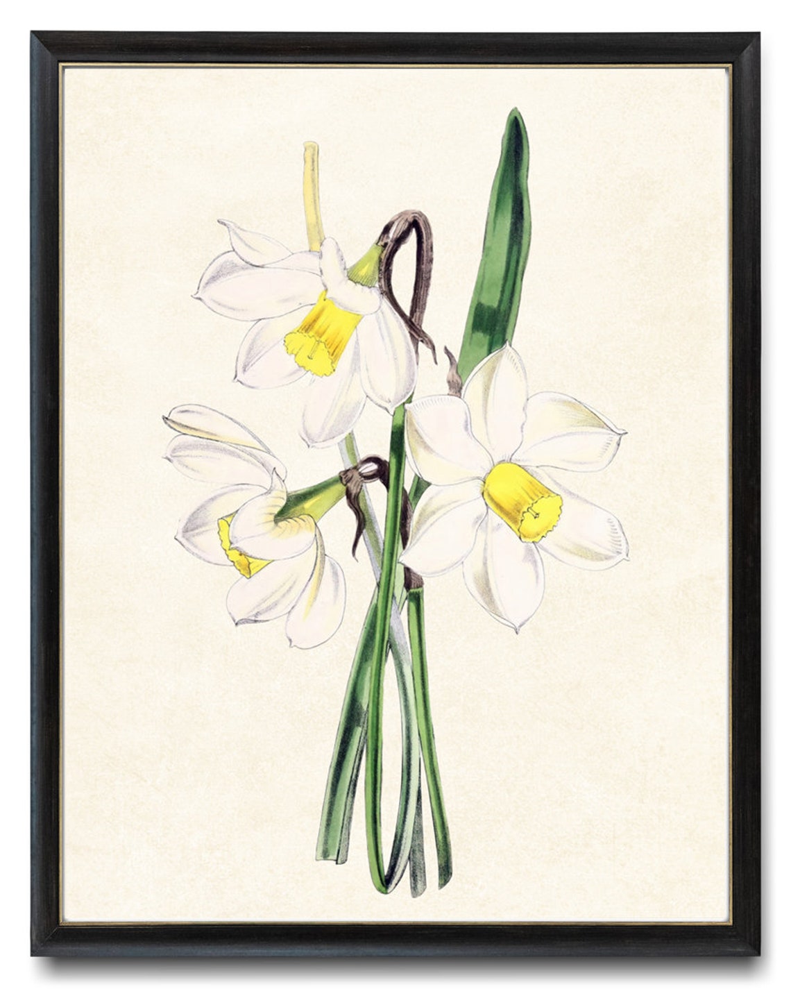 White Narcissus Daffodil Blossoms Grand Antique Botanical Study Poster - Image 4